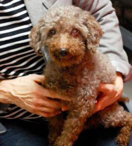 A Young Boy Adopts Oldest Dog From Shelter And Gives Him A Happy Family Till His Last Days