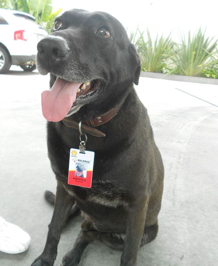 Abandoned Dog Finds His New Career As A Full-Time Employee At Gas Station