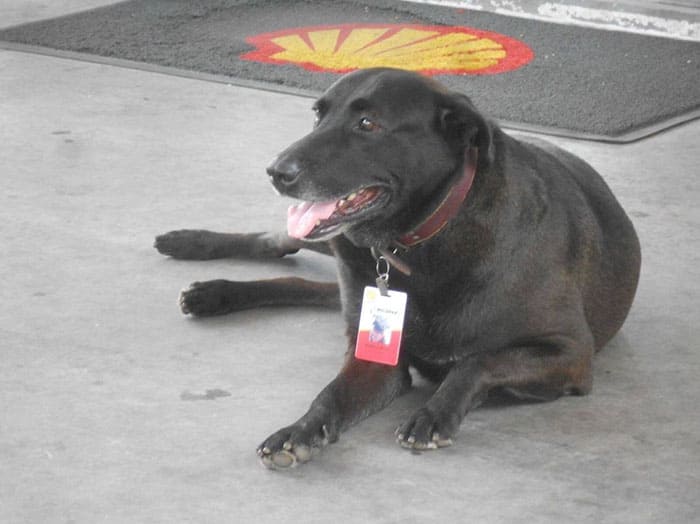 Abandoned Dog Finds His New Career As A Full-Time Employee At Gas Station