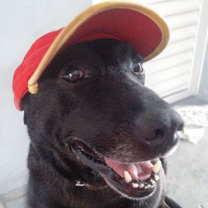 Abandoned Dog Finds His New Career As A Full-Time Employee At Gas Station