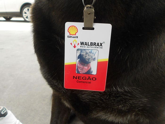 Abandoned Dog Finds His New Career As A Full-Time Employee At Gas Station