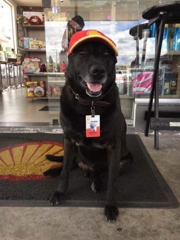 Abandoned Dog Finds His New Career As A Full-Time Employee At Gas Station