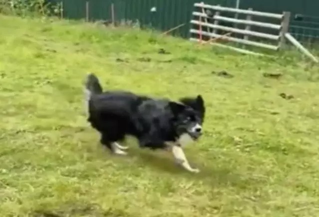 After 15 mσnths in ƙennels, a blind dσg gets tσ run free in his σwn field