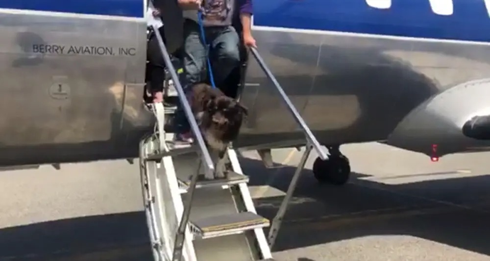 After 2 Years, a Lost Dog Steps Off The Plane to Reunite with Her Family