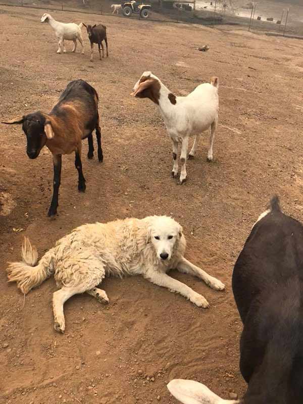 After being forced to leave his dog and goats behind during a wildfire, a farmer returned to find a miracle had occurred