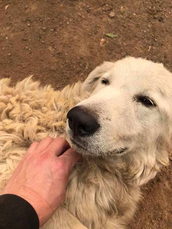 After being forced to leave his dog and goats behind during a wildfire, a farmer returned to find a miracle had occurred