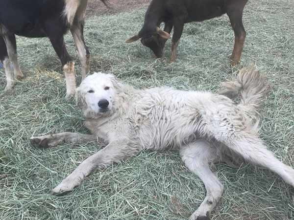 After being forced to leave his dog and goats behind during a wildfire, a farmer returned to find a miracle had occurred