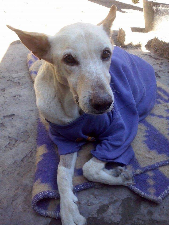 An Abandoned Paralyzed Dog Found on the Street with a Bag of Diapers and a Note