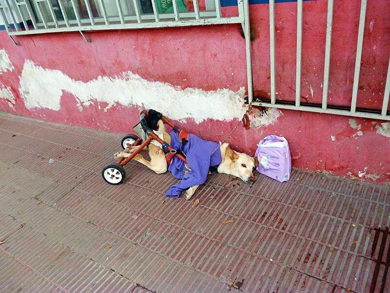 An Abandoned Paralyzed Dog Found on the Street with a Bag of Diapers and a Note