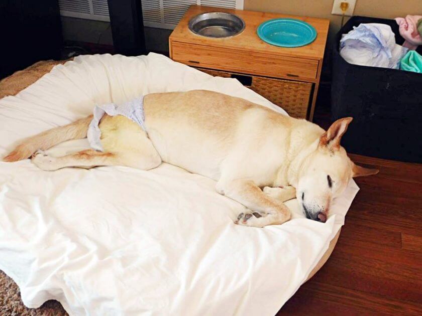 An Abandoned Paralyzed Dog Found on the Street with a Bag of Diapers and a Note