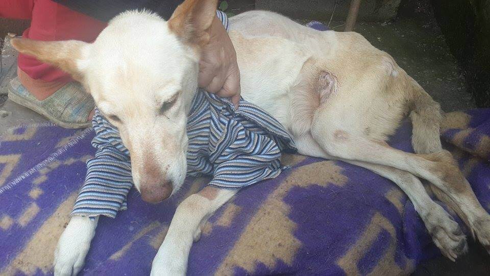 An Abandoned Paralyzed Dog Found on the Street with a Bag of Diapers and a Note