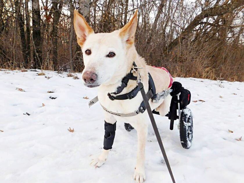 An Abandoned Paralyzed Dog Found on the Street with a Bag of Diapers and a Note