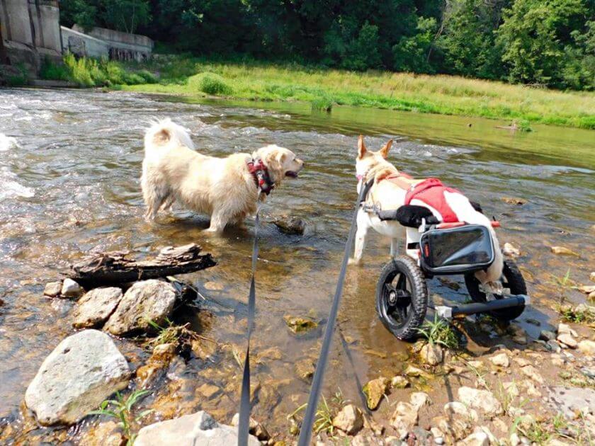 An Abandoned Paralyzed Dog Found on the Street with a Bag of Diapers and a Note