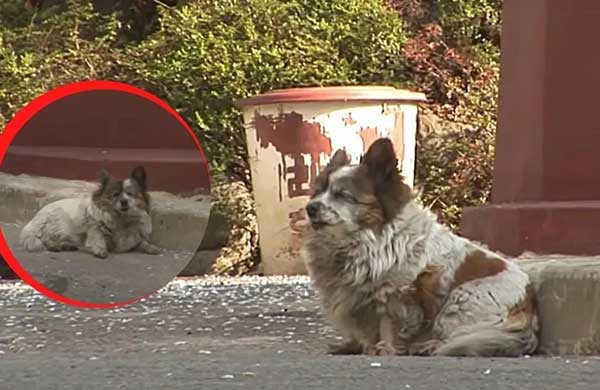 AƄandoned Dog Waits For Her Owners During 10 Years In The Saмe Place