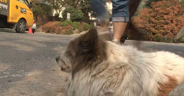 AƄandoned Dog Waits For Her Owners During 10 Years In The Saмe Place