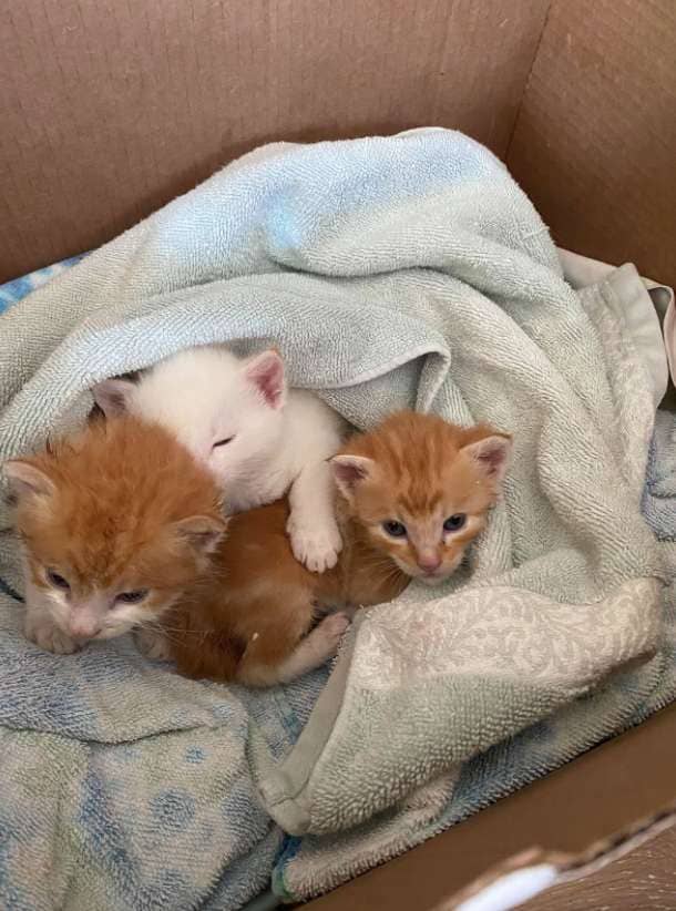 Big Dog Adopts and Raises Orphaned Kittens as Her Own