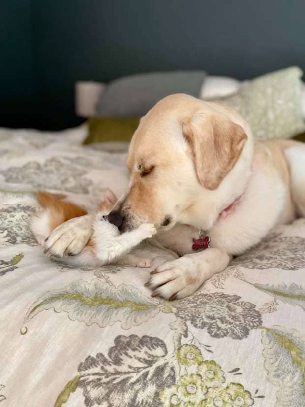 Big Dog Adopts and Raises Orphaned Kittens as Her Own