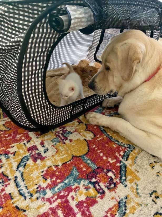 Big Dog Adopts and Raises Orphaned Kittens as Her Own