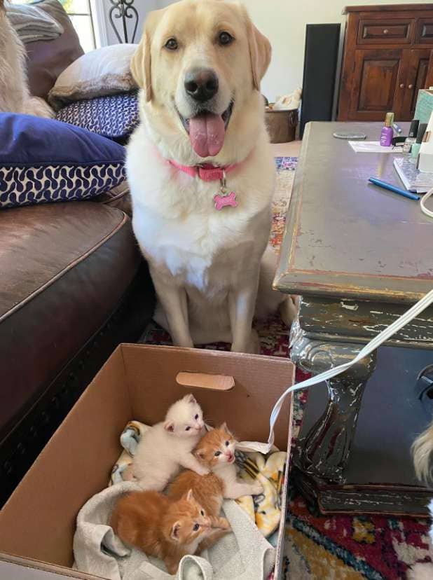 Big Dog Adopts and Raises Orphaned Kittens as Her Own