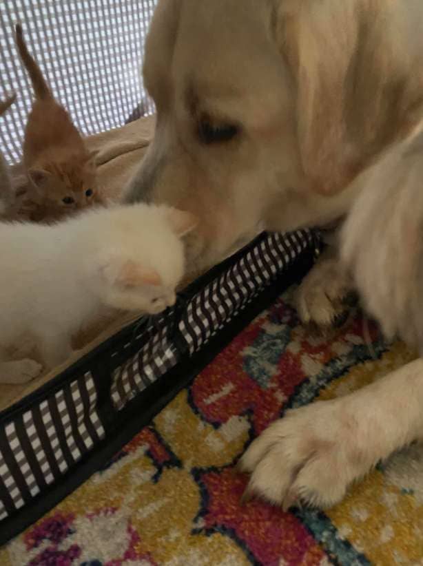 Big Dog Adopts and Raises Orphaned Kittens as Her Own