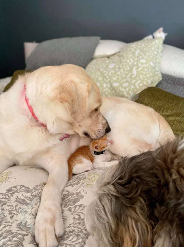 Big Dog Adopts and Raises Orphaned Kittens as Her Own