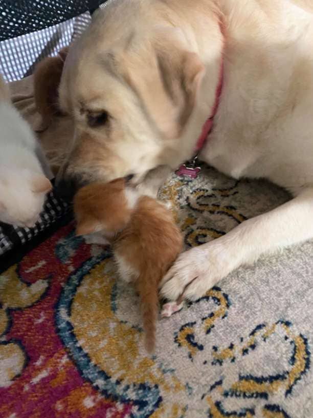 Big Dog Adopts and Raises Orphaned Kittens as Her Own