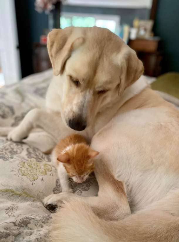 Big Dog Adopts and Raises Orphaned Kittens as Her Own