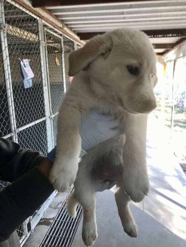 Big Dog Adopts and Raises Orphaned Kittens as Her Own