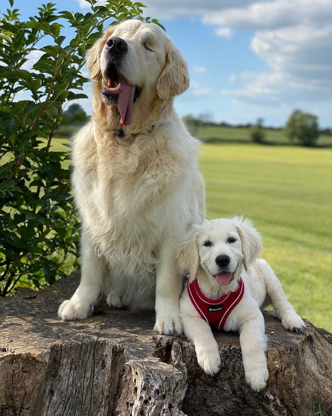 Blind Golden Retriever Has His Own ‘Seeing-Eye’ Puppy To Help Him Out And Have Fun