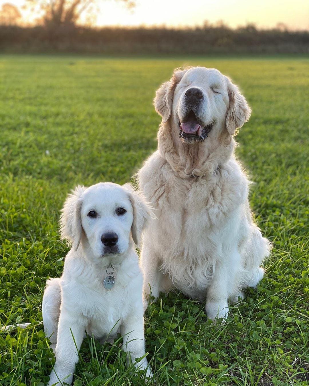 Blind Golden Retriever Has His Own ‘Seeing-Eye’ Puppy To Help Him Out And Have Fun