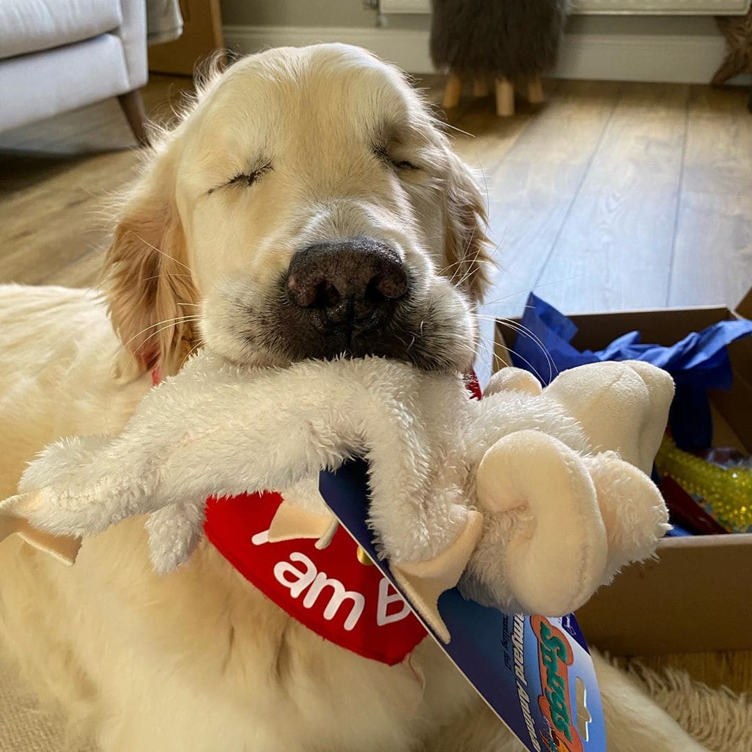 Blind Golden Retriever Has His Own ‘Seeing-Eye’ Puppy To Help Him Out And Have Fun