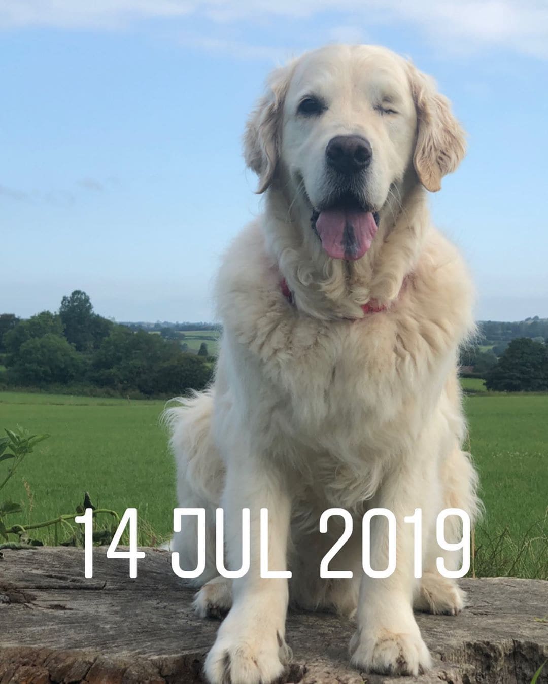 Blind Golden Retriever Has His Own ‘Seeing-Eye’ Puppy To Help Him Out And Have Fun