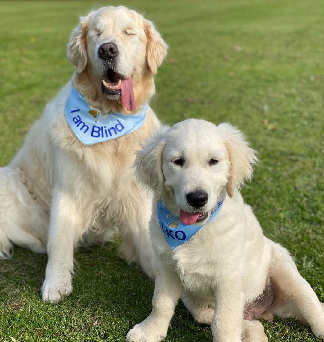 Blind Golden Retriever Has His Own ‘Seeing-Eye’ Puppy To Help Him Out And Have Fun