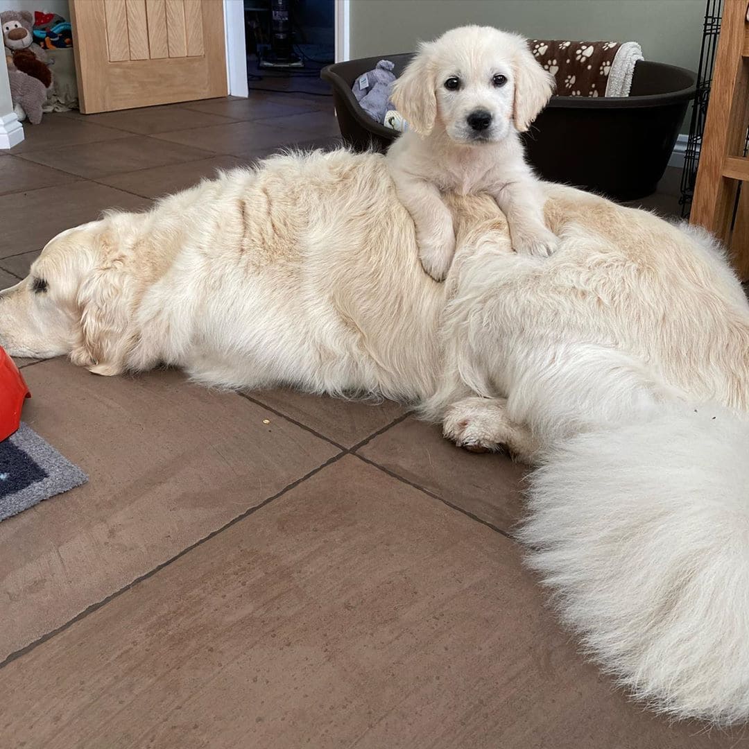 Blind Golden Retriever Has His Own ‘Seeing-Eye’ Puppy To Help Him Out And Have Fun