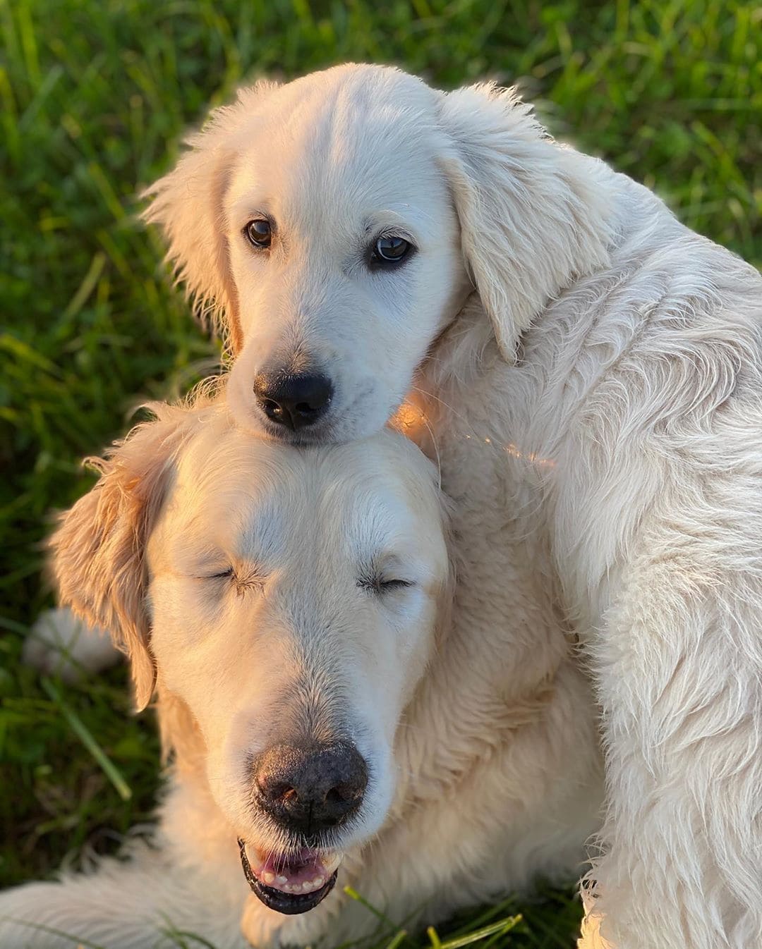 Blind Golden Retriever Has His Own ‘Seeing-Eye’ Puppy To Help Him Out And Have Fun