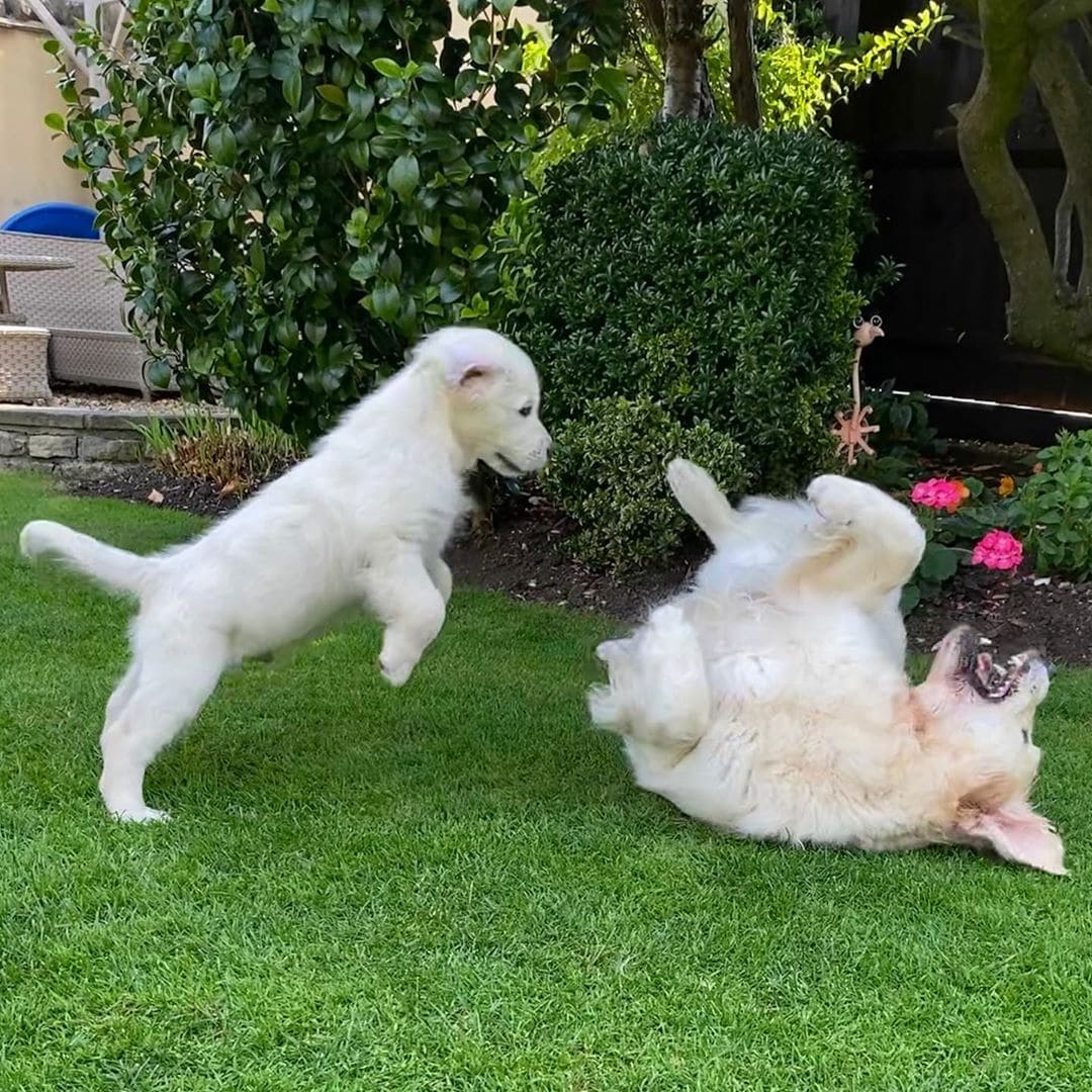 Blind Golden Retriever Has His Own ‘Seeing-Eye’ Puppy To Help Him Out And Have Fun