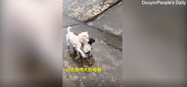 Brave Stray Mother Dog Risks Her Life To Save Her Puppy Stranded In Floodwaters