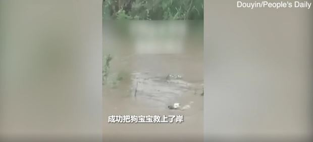 Brave Stray Mother Dog Risks Her Life To Save Her Puppy Stranded In Floodwaters