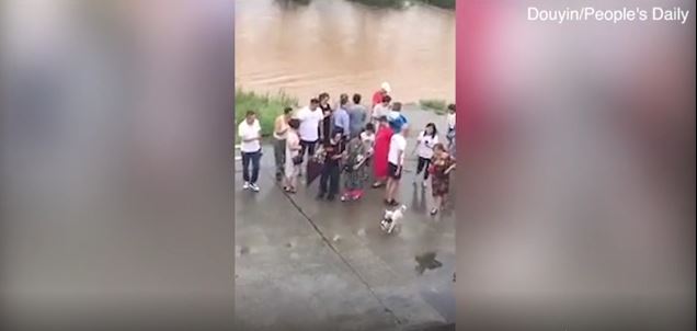 Brave Stray Mother Dog Risks Her Life To Save Her Puppy Stranded In Floodwaters