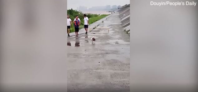 Brave Stray Mother Dog Risks Her Life To Save Her Puppy Stranded In Floodwaters