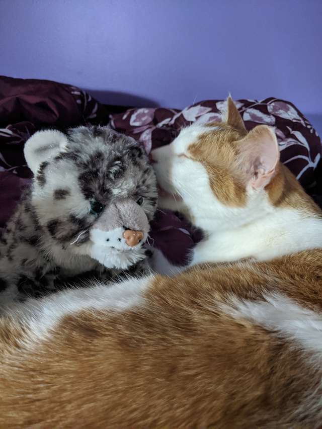 Cat Sits Patiently As Grandma Fixes His Favorite Stuffed Toy