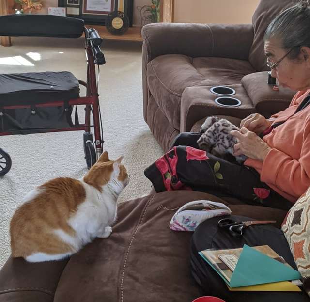 Cat Sits Patiently As Grandma Fixes His Favorite Stuffed Toy