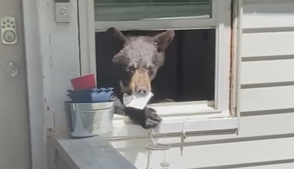 Cat Warns Her Mom There Is A Bear In The House