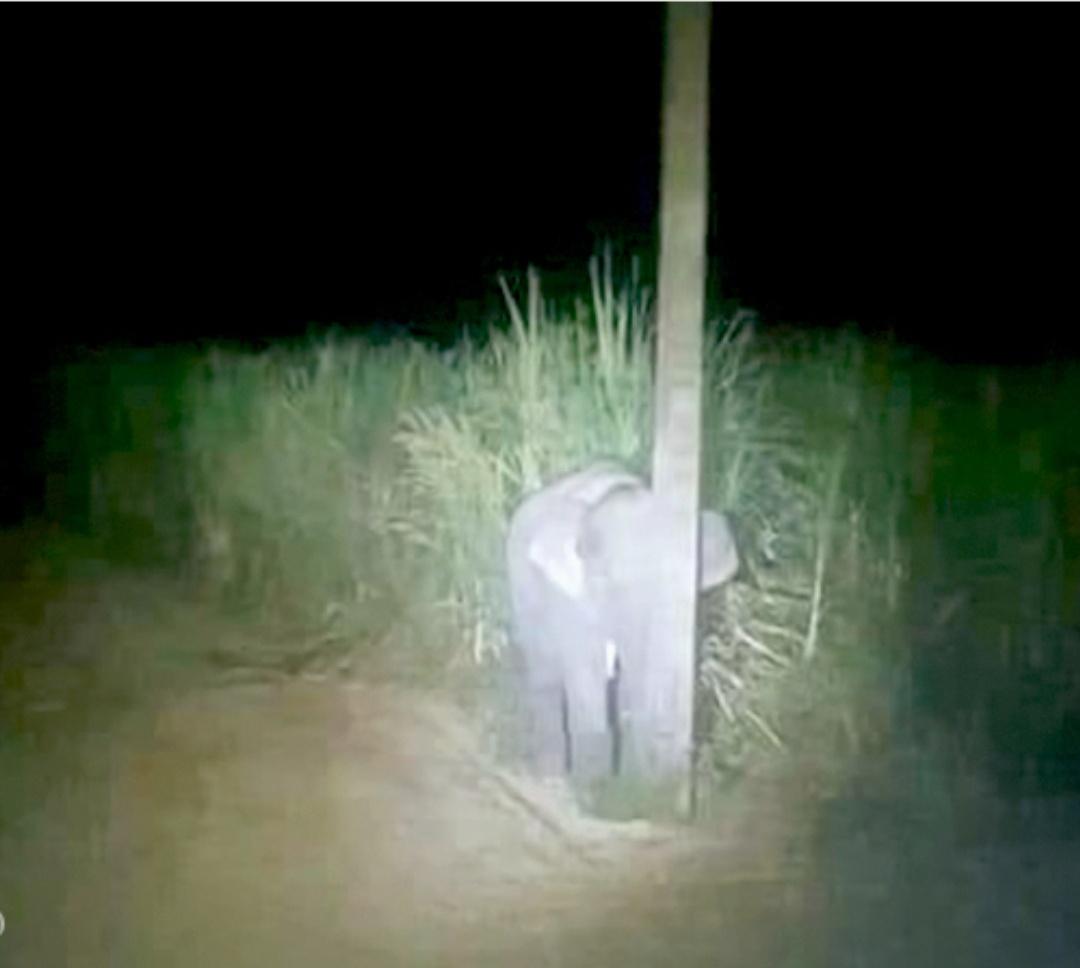 Caught Red-Handed Eating Sugarcane, Baby Elephant Hides Behind A Narrow Pole