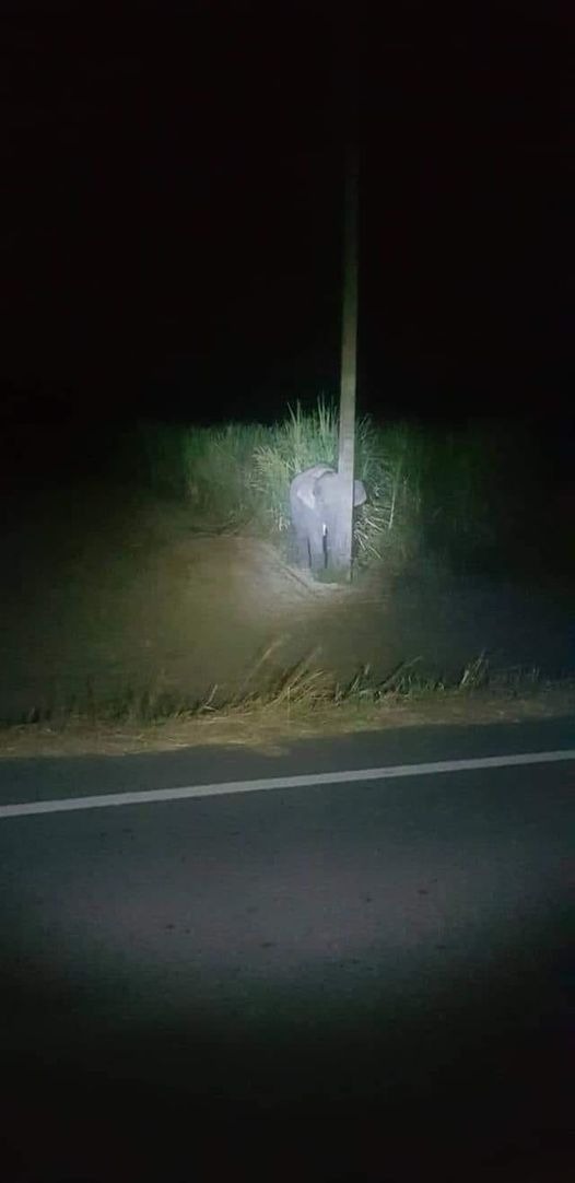 Caught Red-Handed Eating Sugarcane, Baby Elephant Hides Behind A Narrow Pole