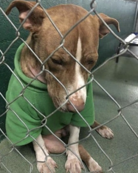 Desolate puppy forever wore a Christmas sweater begging for a home, but time was running out