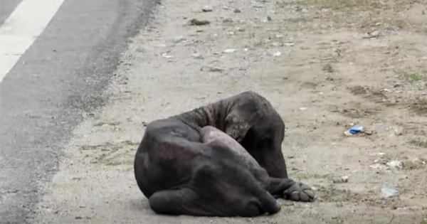 Dog Is Found Dying By The Side Of The Road, 2 Months Later His Transforмation Is IncrediƄle