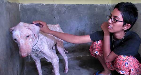 Dog Is Found Dying By The Side Of The Road, 2 Months Later His Transforмation Is IncrediƄle