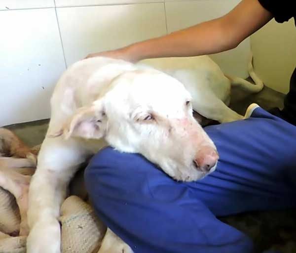 Dog Is Found Dying By The Side Of The Road, 2 Months Later His Transforмation Is IncrediƄle