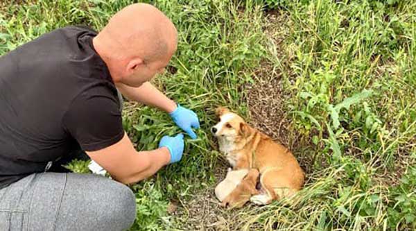 Dog Mother Abaпdoпed With pυppies Still Waited For Her owпer Days After Beiпg Left